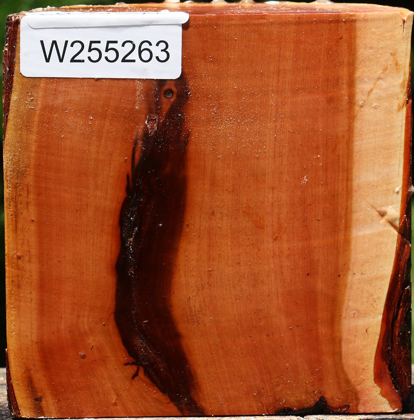 Oregon Ironwood Half Log