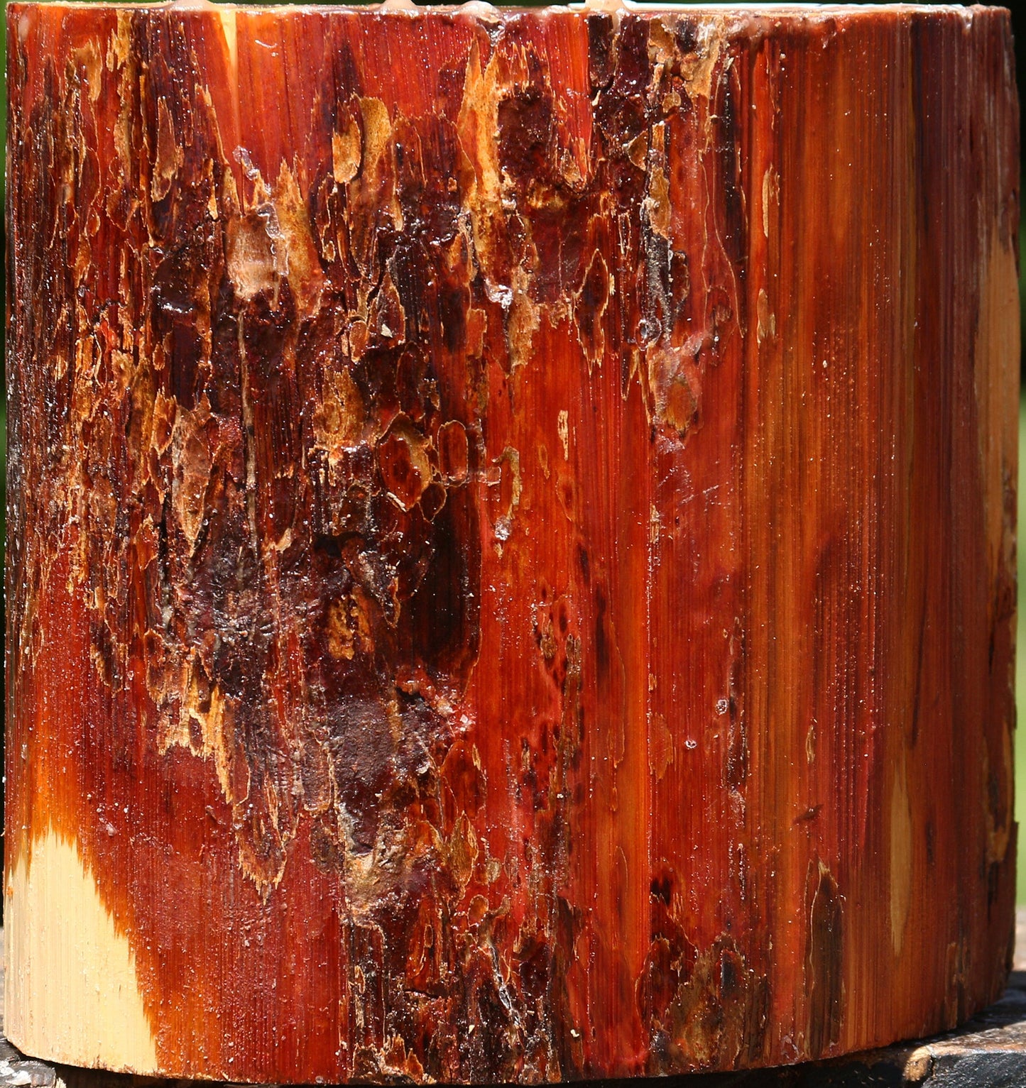 Oregon Ironwood Half Log