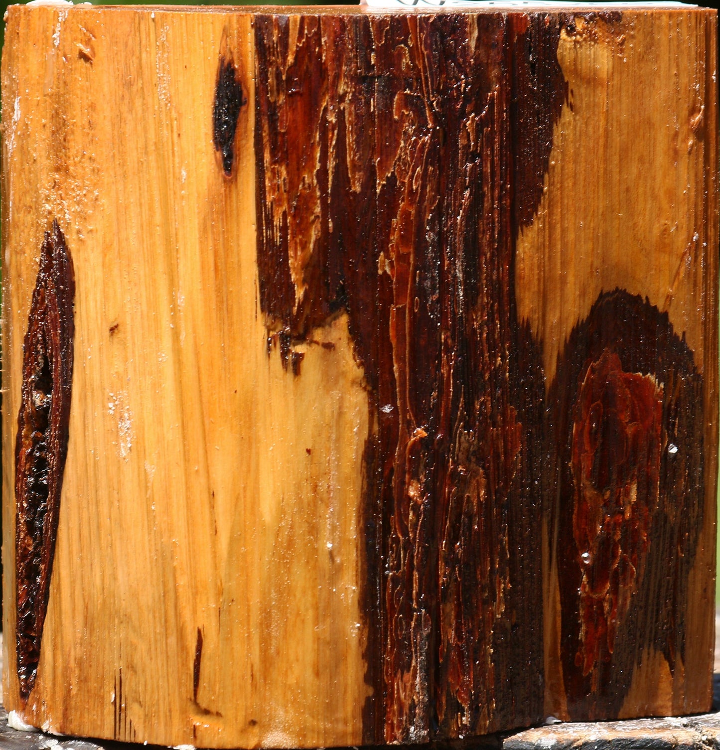 Oregon Ironwood Half Log