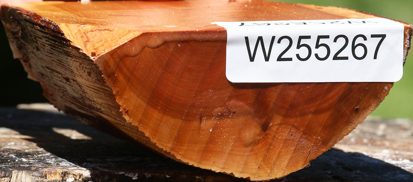 Oregon Ironwood Half Log