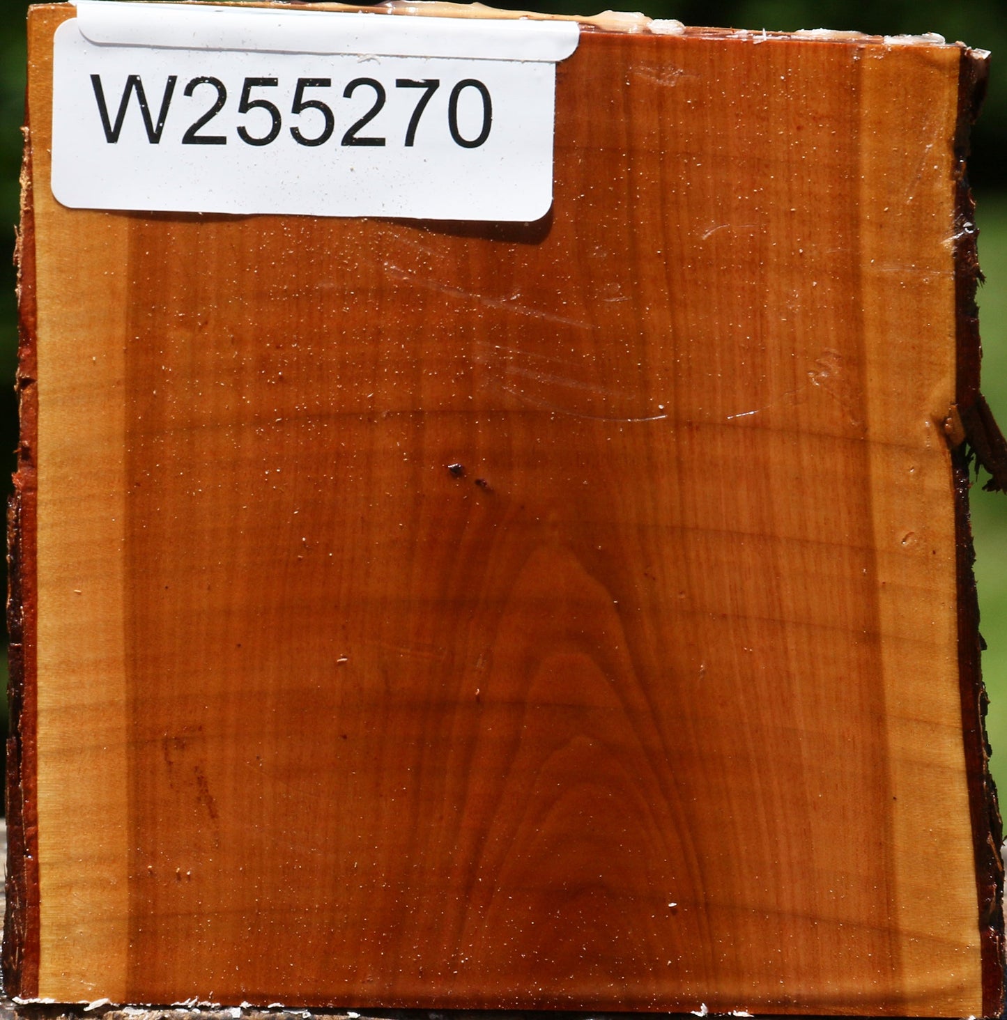 Oregon Ironwood Half Log