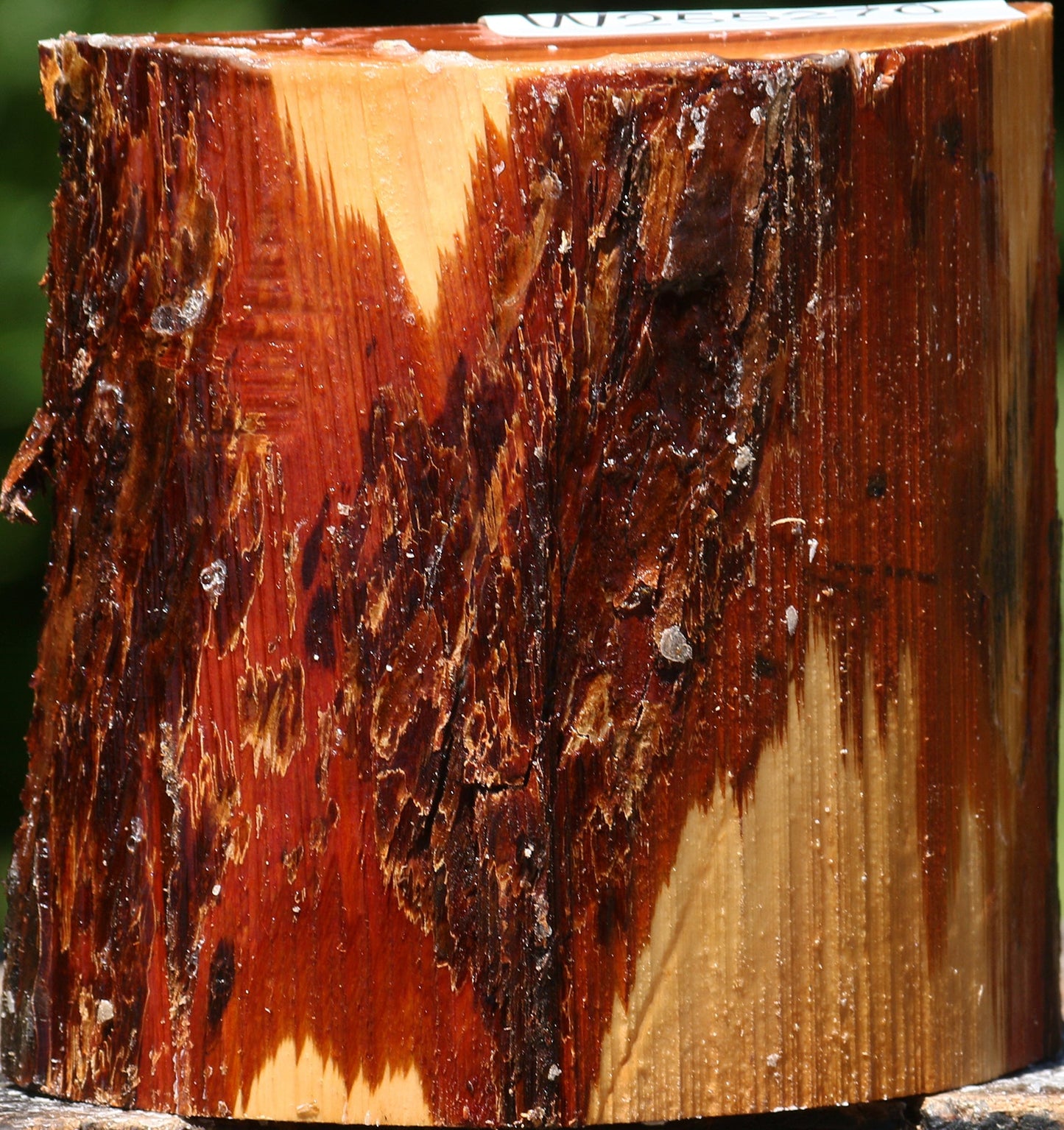 Oregon Ironwood Half Log