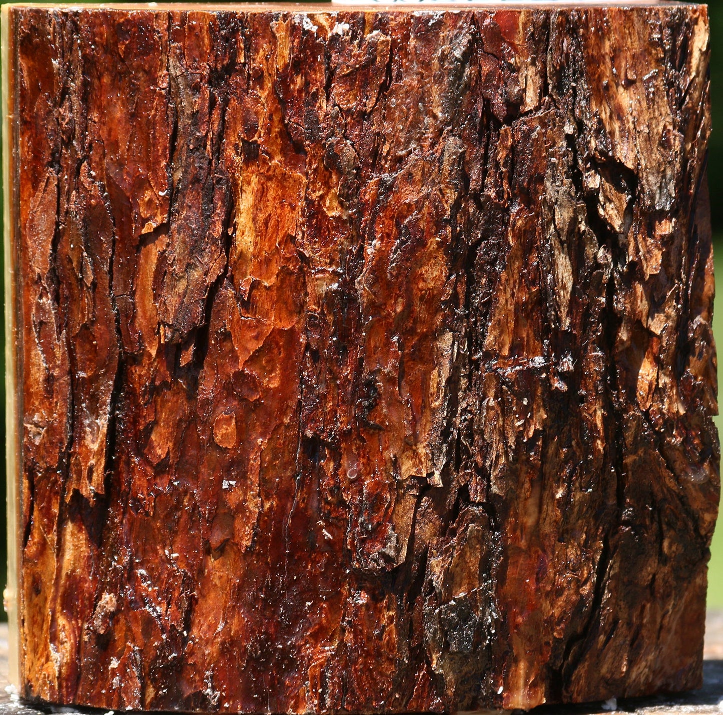 Oregon Ironwood Live Edge Bowl Blank