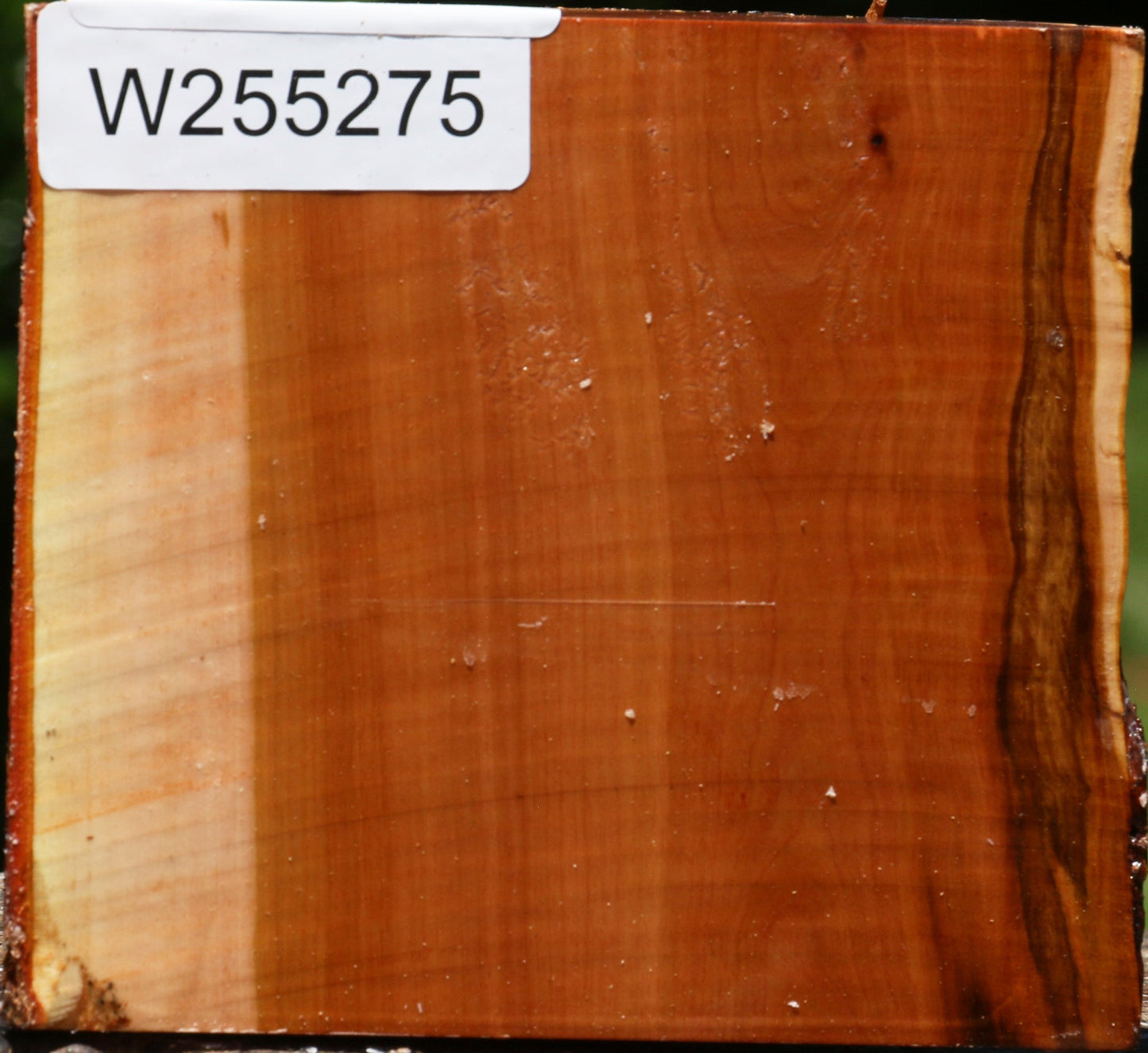 Oregon Ironwood Half Log