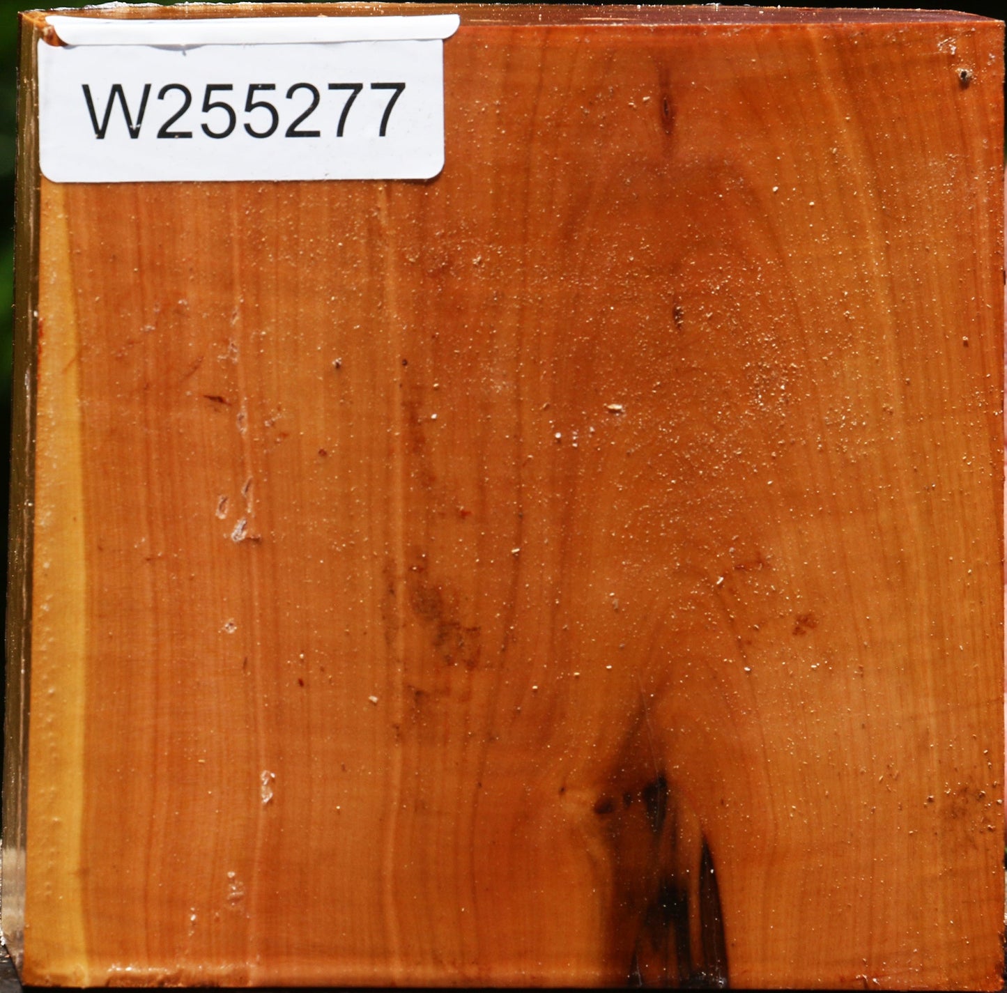 Oregon Ironwood Live Edge Bowl Blank