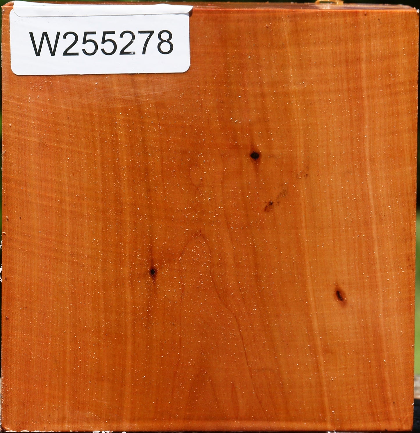 Oregon Ironwood Live Edge Bowl Blank