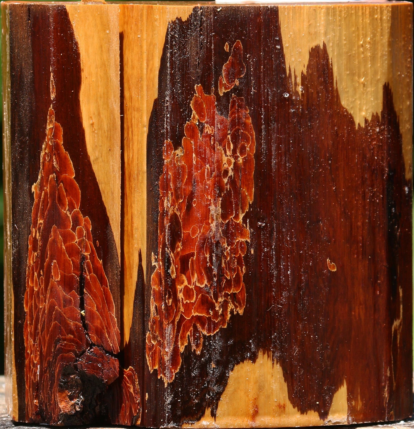 Oregon Ironwood Live Edge Bowl Blank