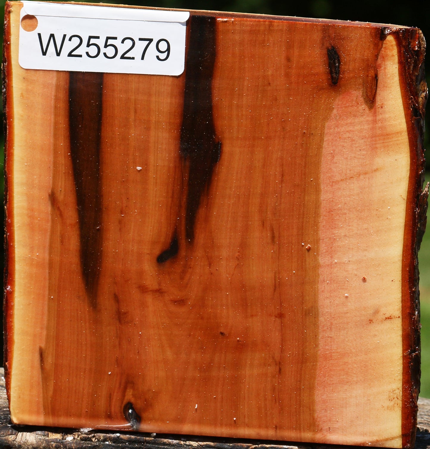 Oregon Ironwood Half Log