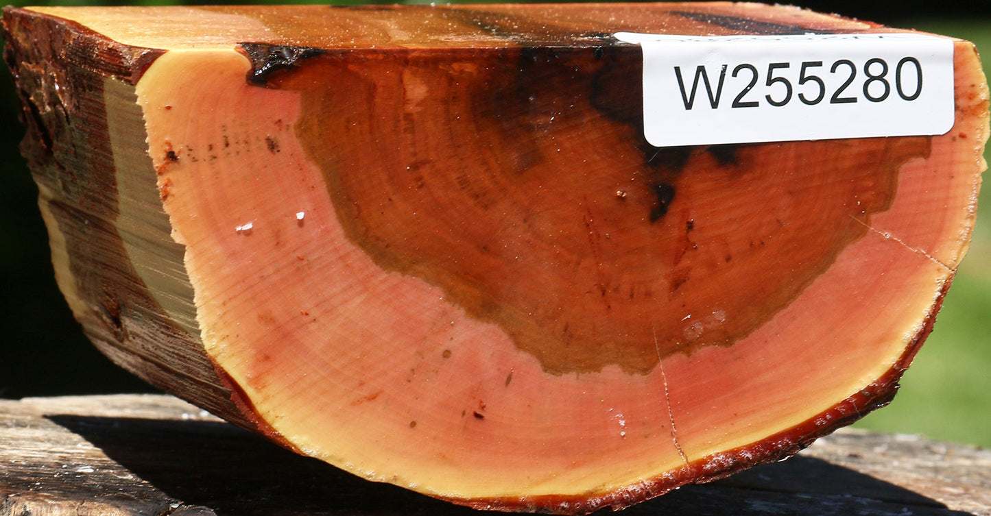 Oregon Ironwood Half Log