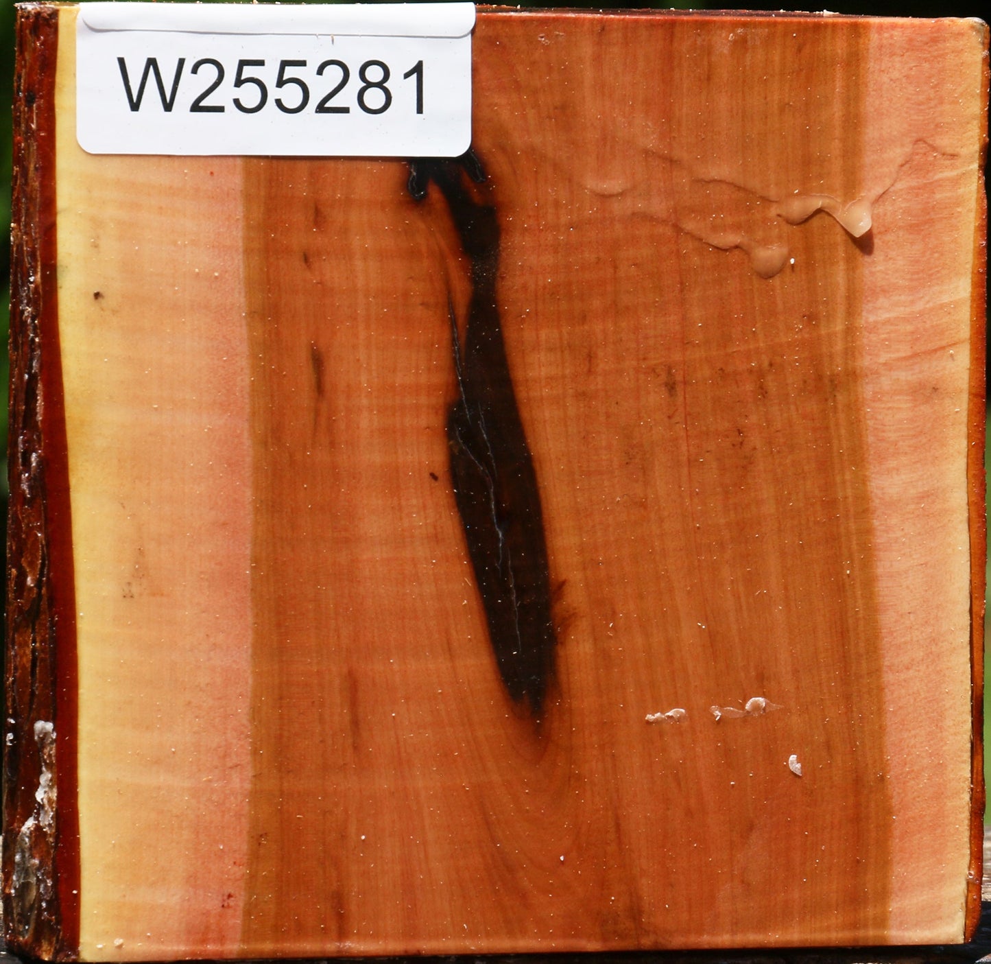 Oregon Ironwood Half Log
