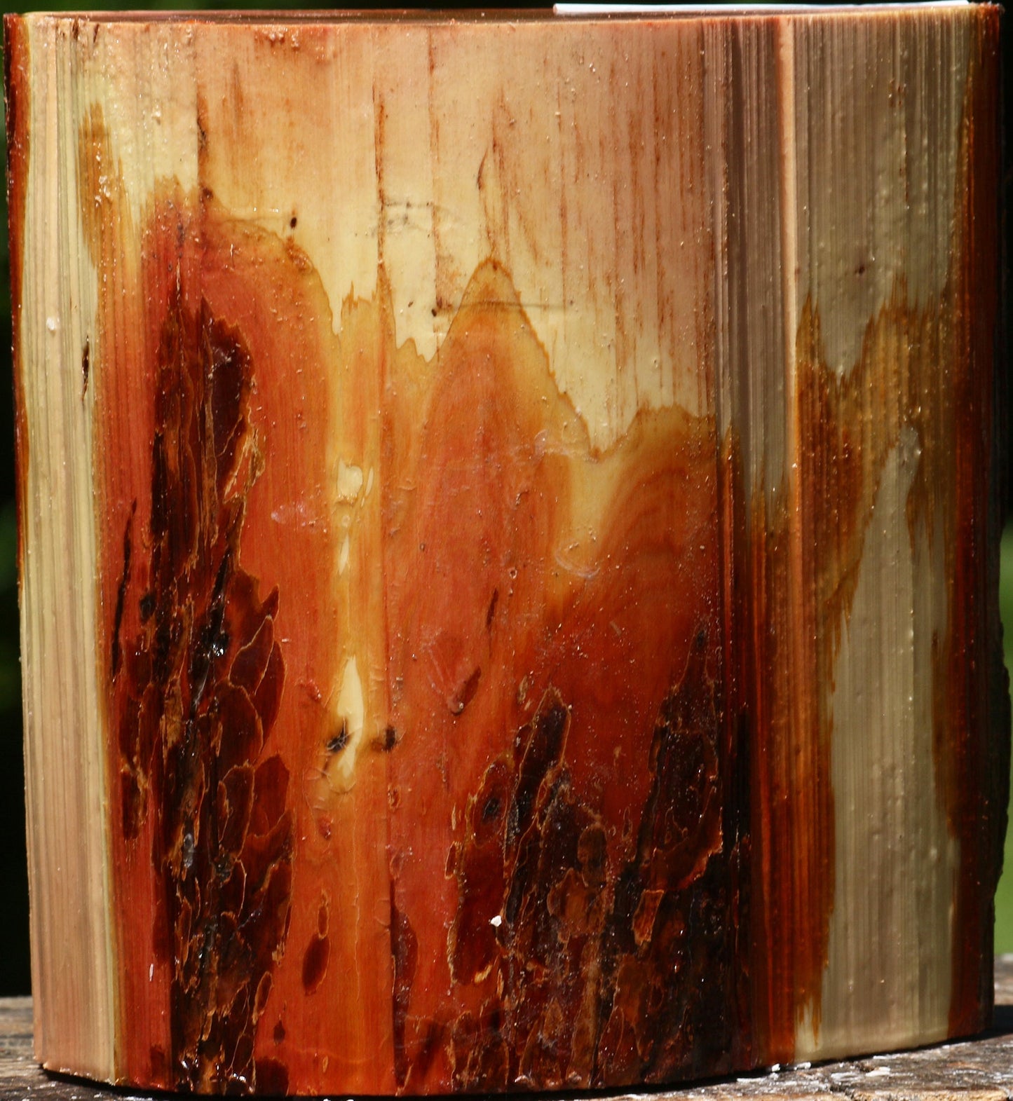 Oregon Ironwood Half Log