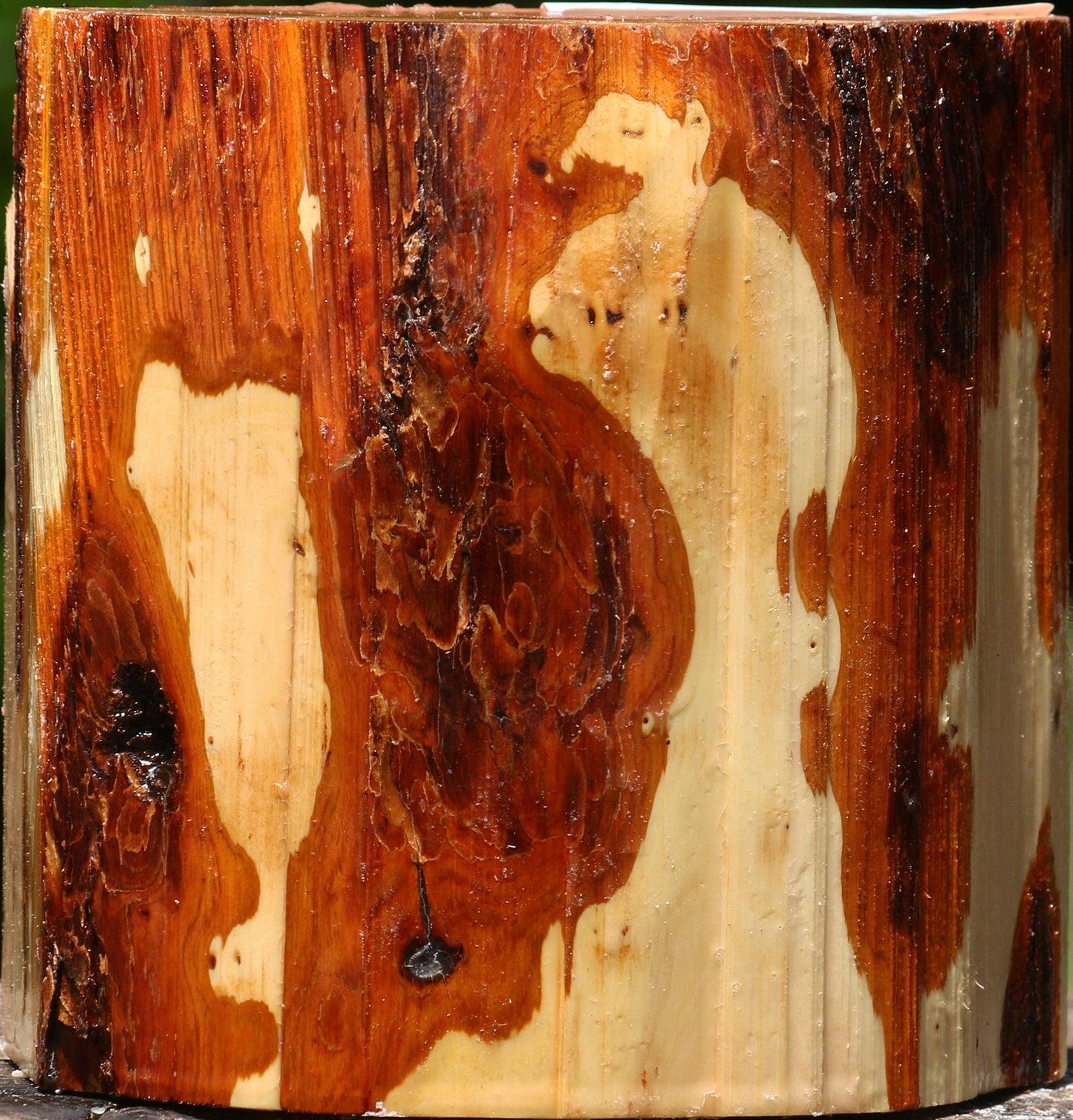 Oregon Ironwood Half Log