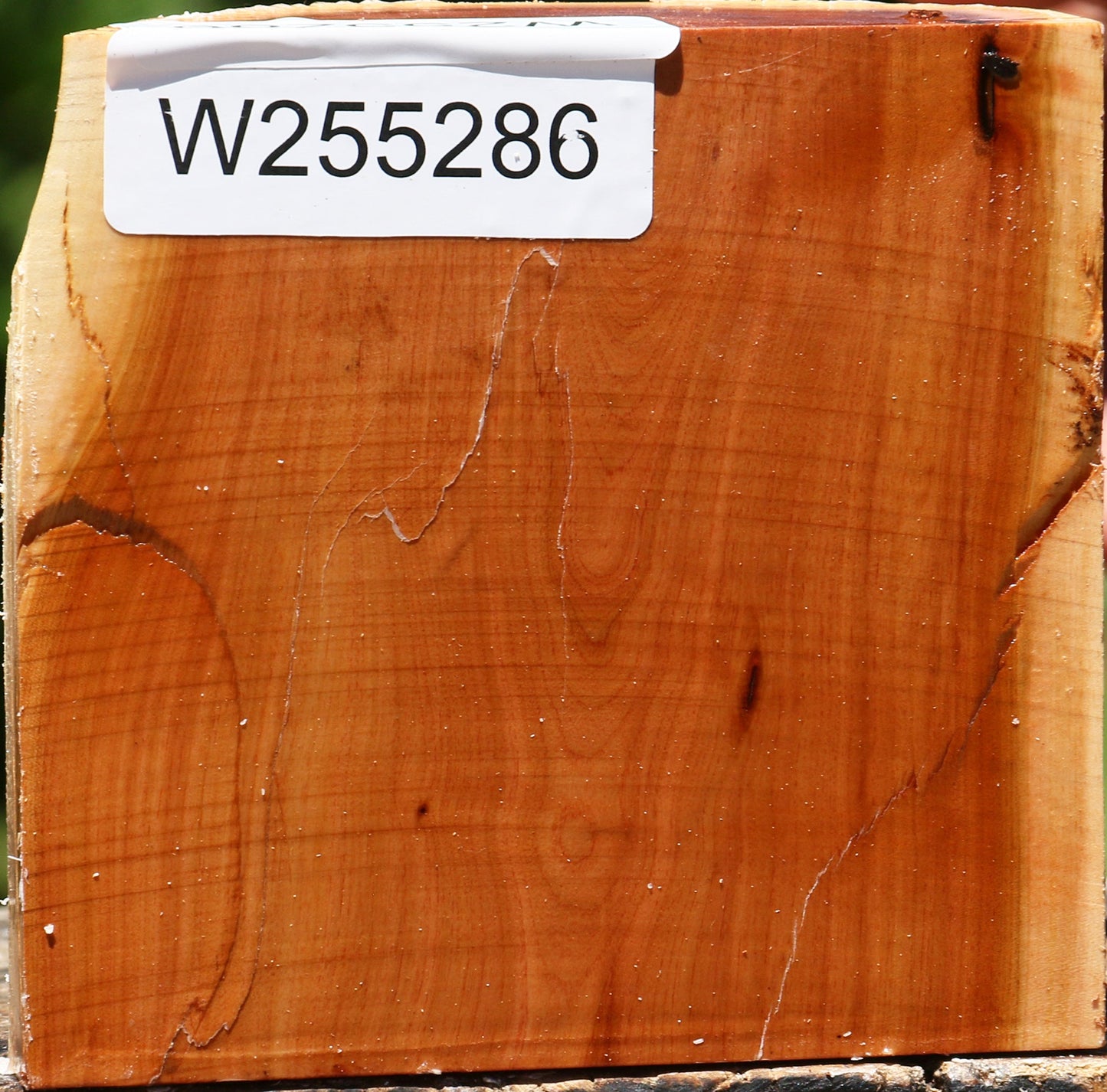 Oregon Ironwood Half Log