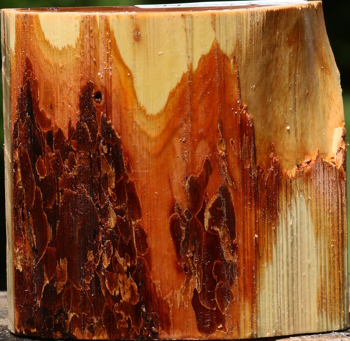 Oregon Ironwood Half Log