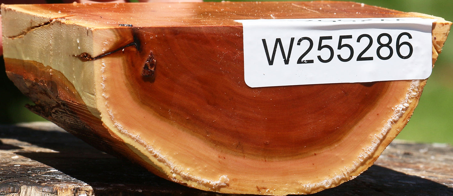 Oregon Ironwood Half Log