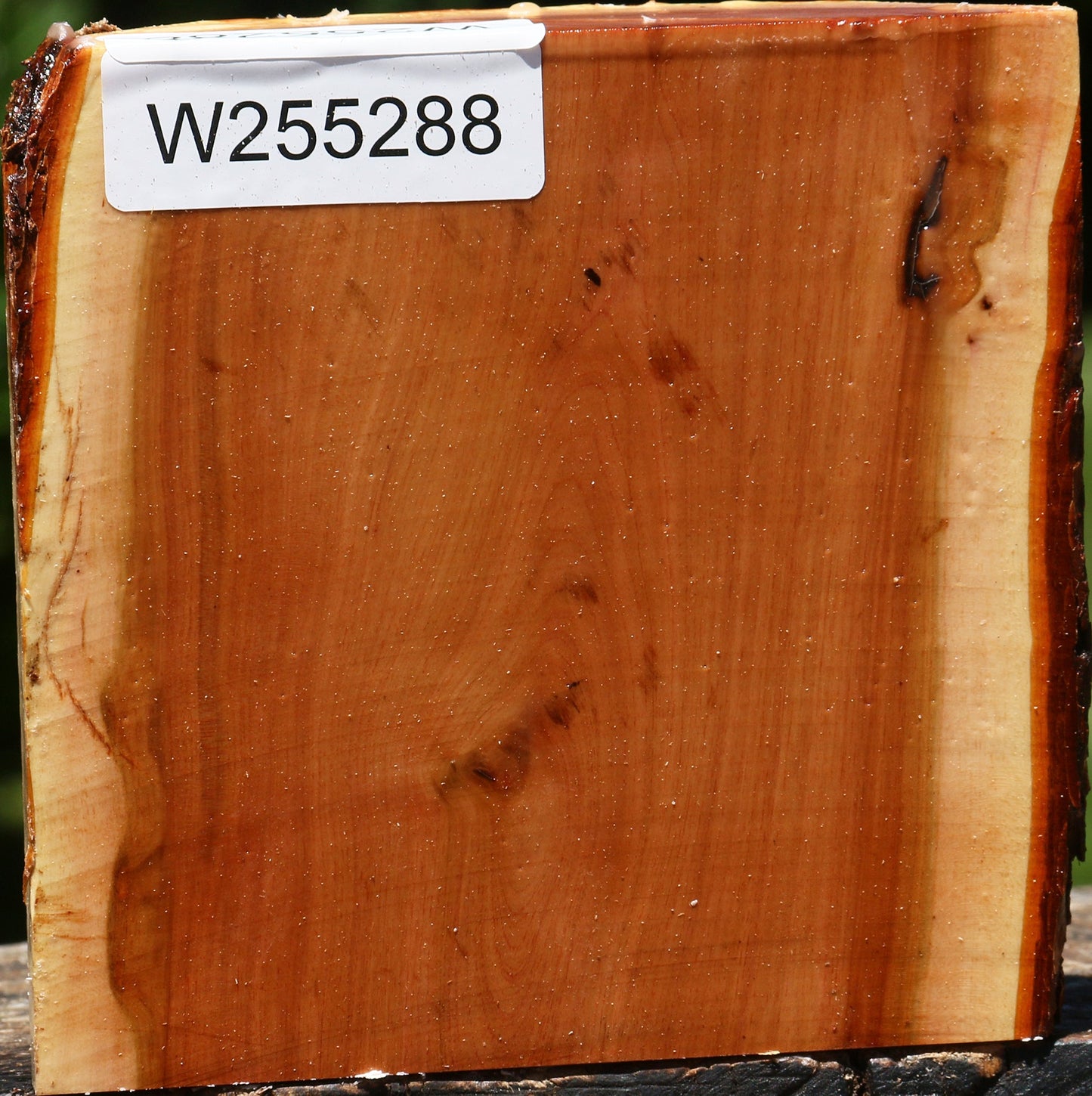Oregon Ironwood Half Log