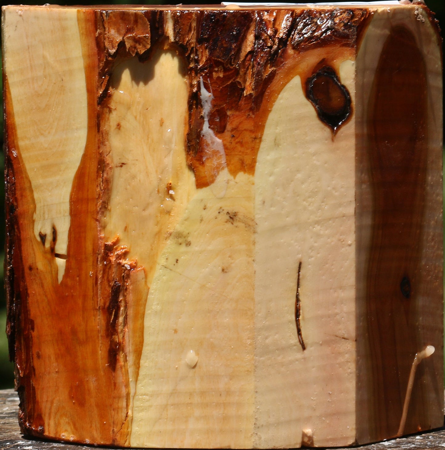 Oregon Ironwood Half Log