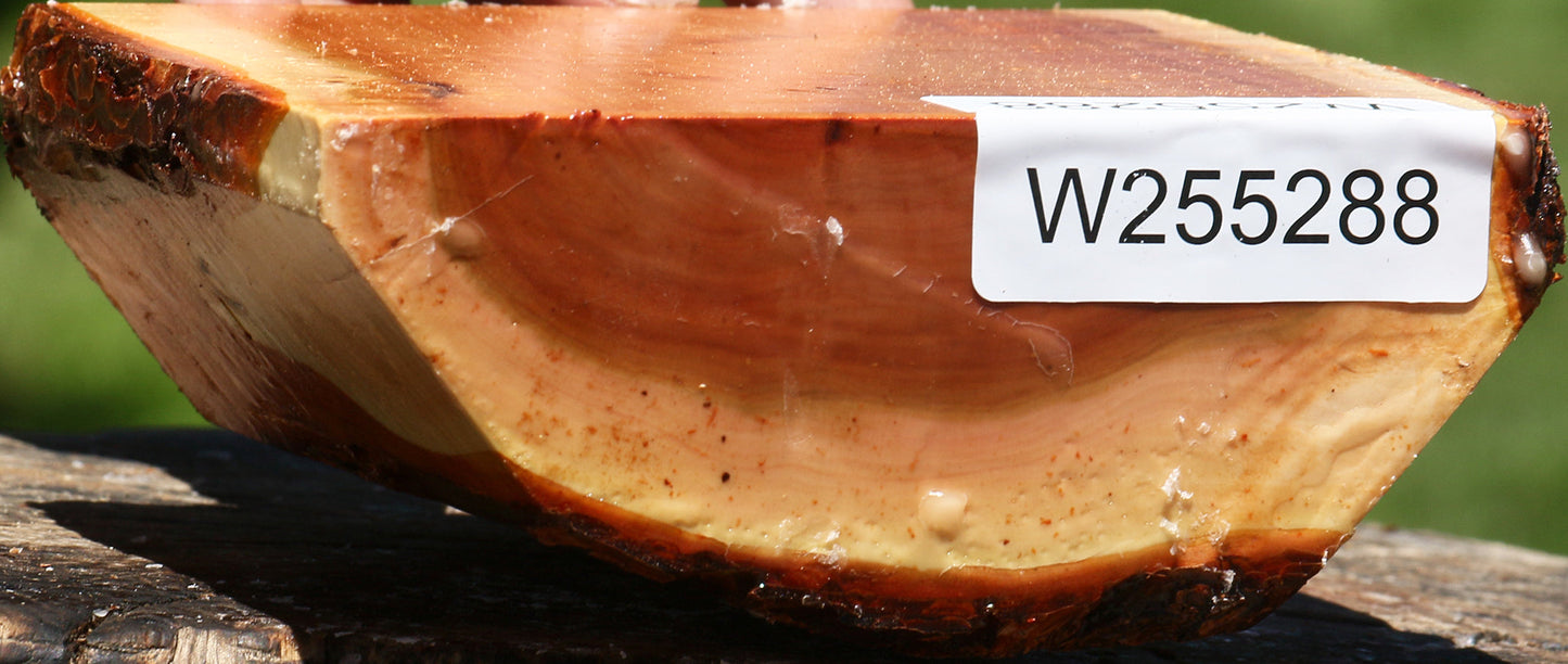 Oregon Ironwood Half Log