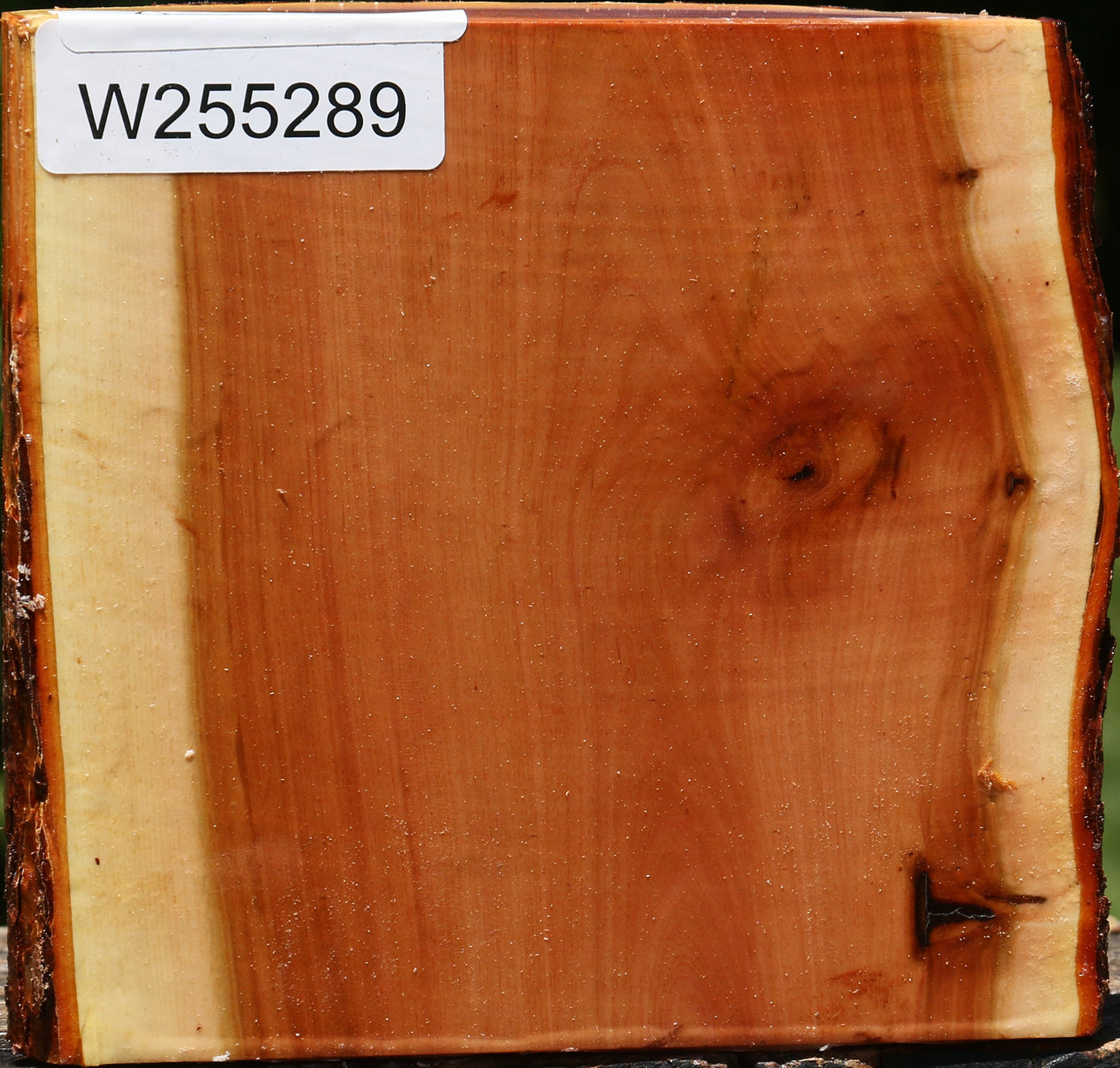 Oregon Ironwood Half Log