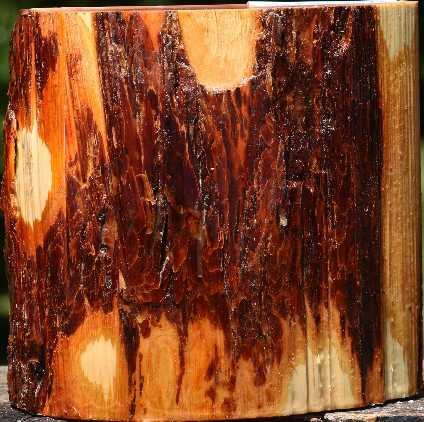 Oregon Ironwood Half Log