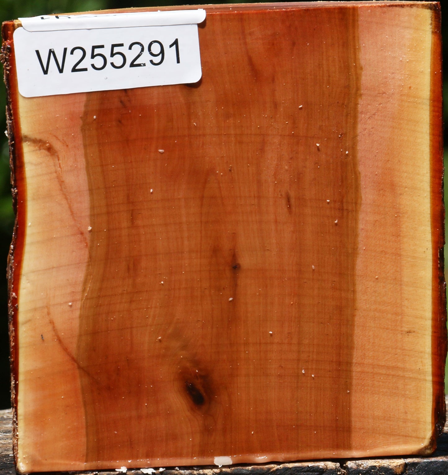 Oregon Ironwood Half Log