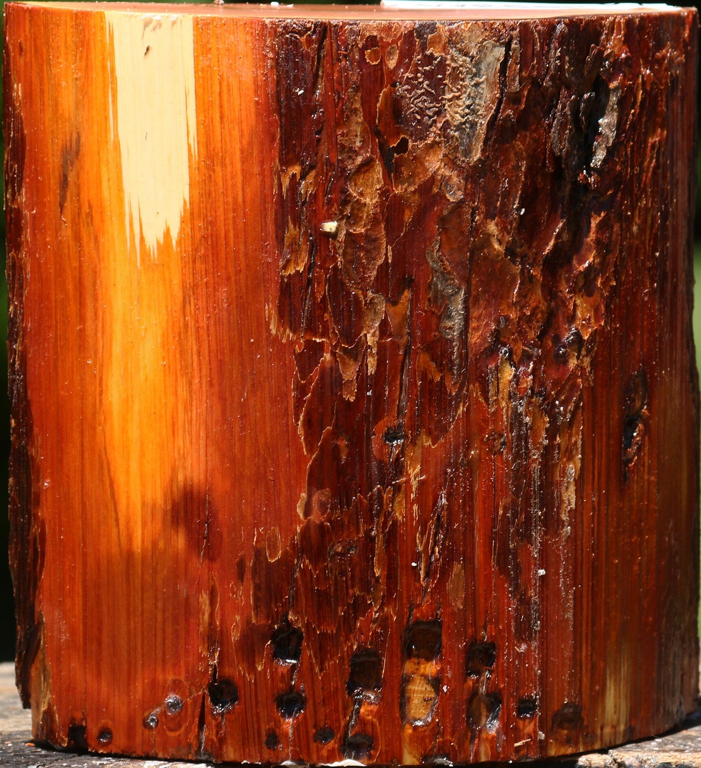 Oregon Ironwood Half Log