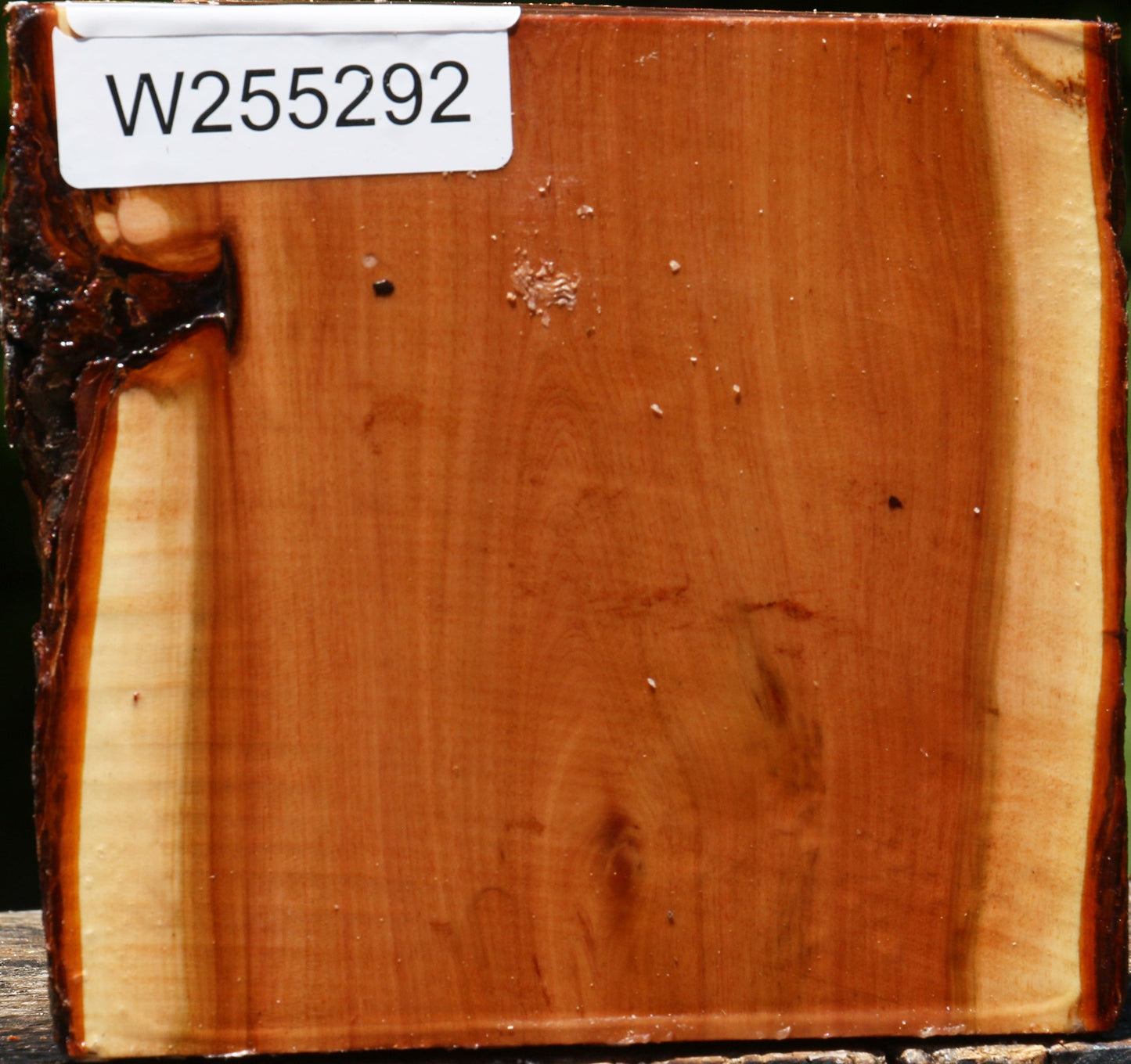 Oregon Ironwood Half Log