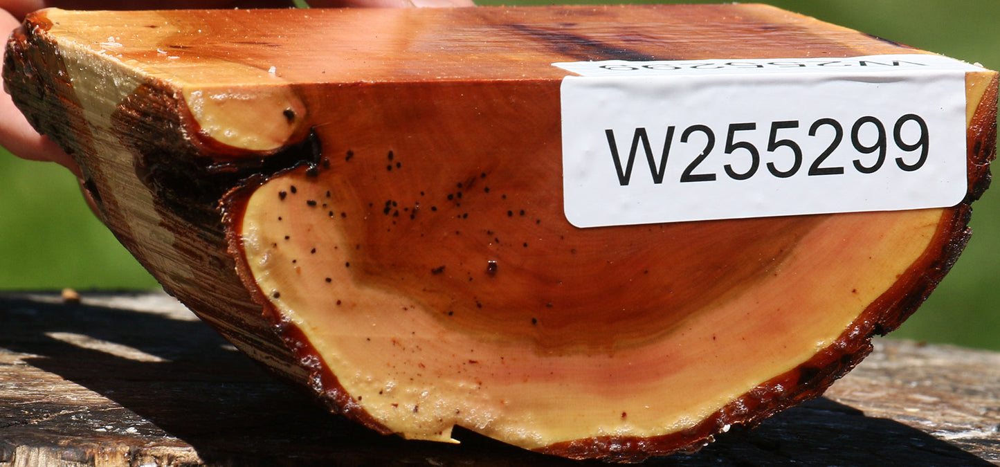Oregon Ironwood Half Log