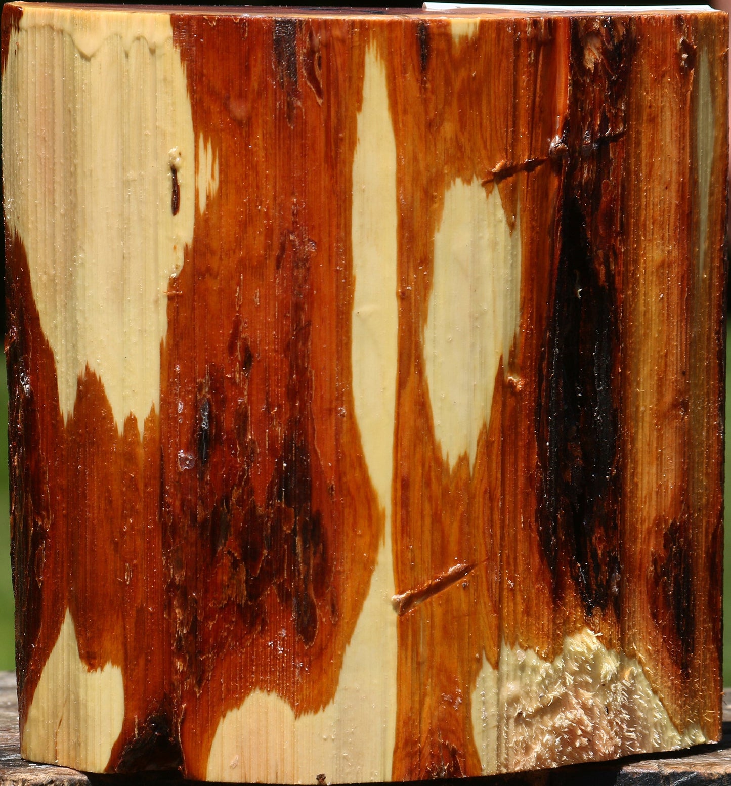 Oregon Ironwood Half Log