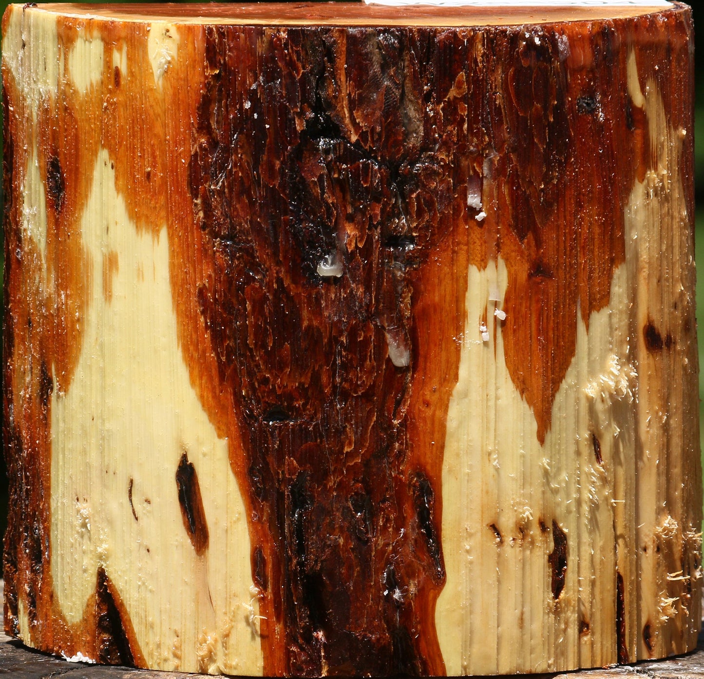 Oregon Ironwood Half Log