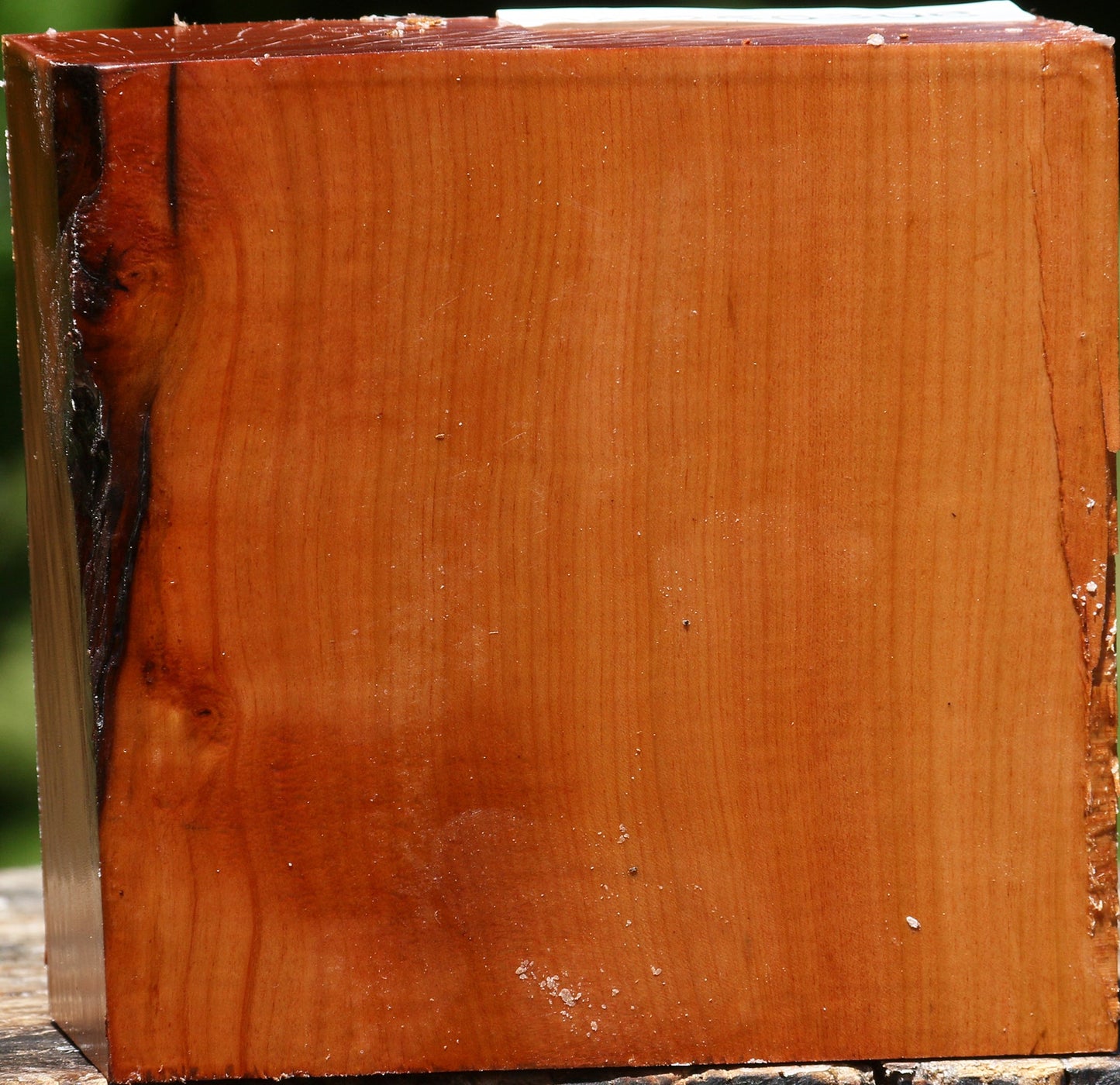 Oregon Ironwood Bowl Blank