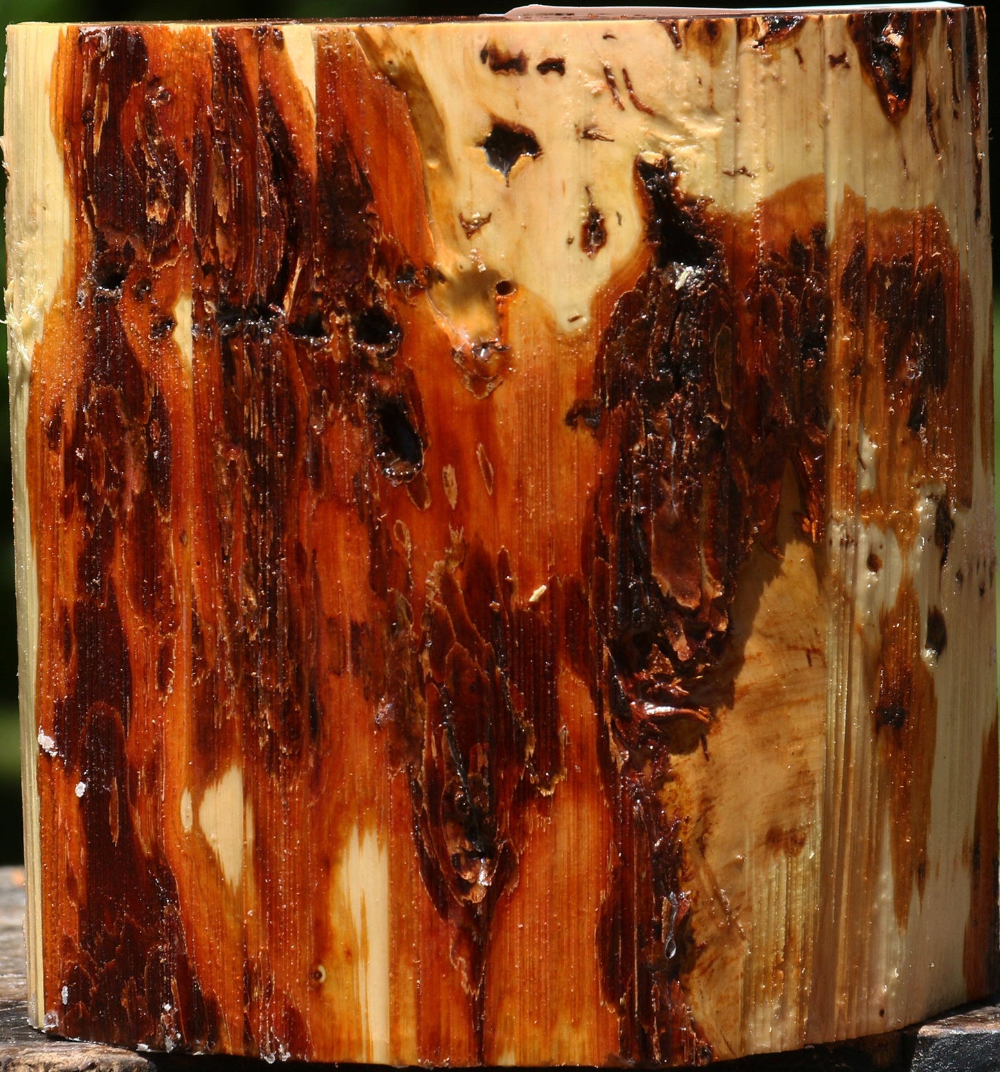 Oregon Ironwood Half Log