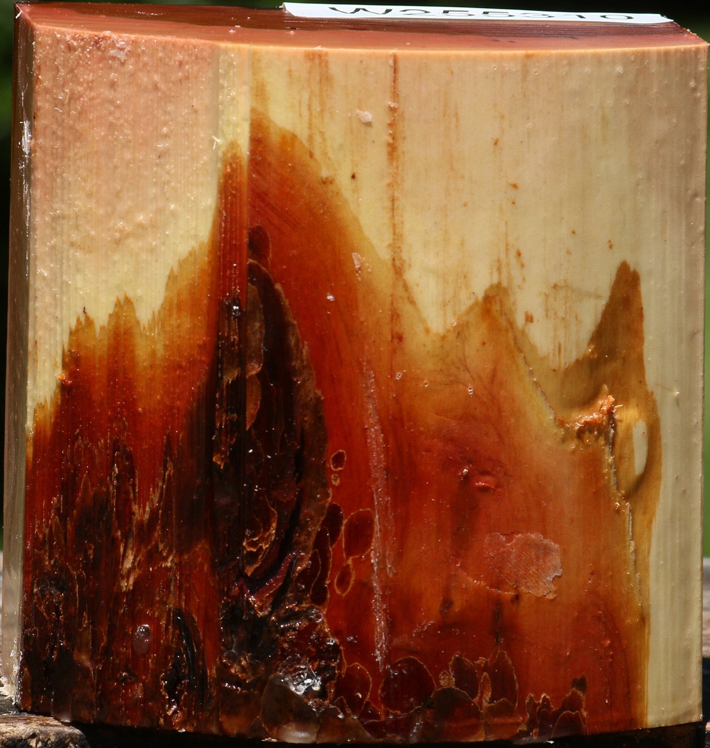 Oregon Ironwood Live Edge Bowl Blank