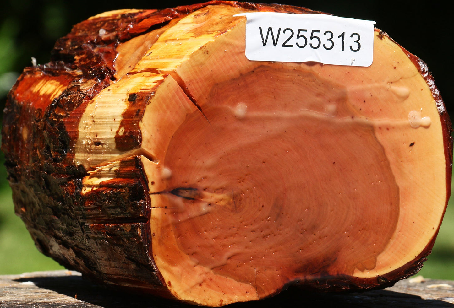 Oregon Ironwood Log
