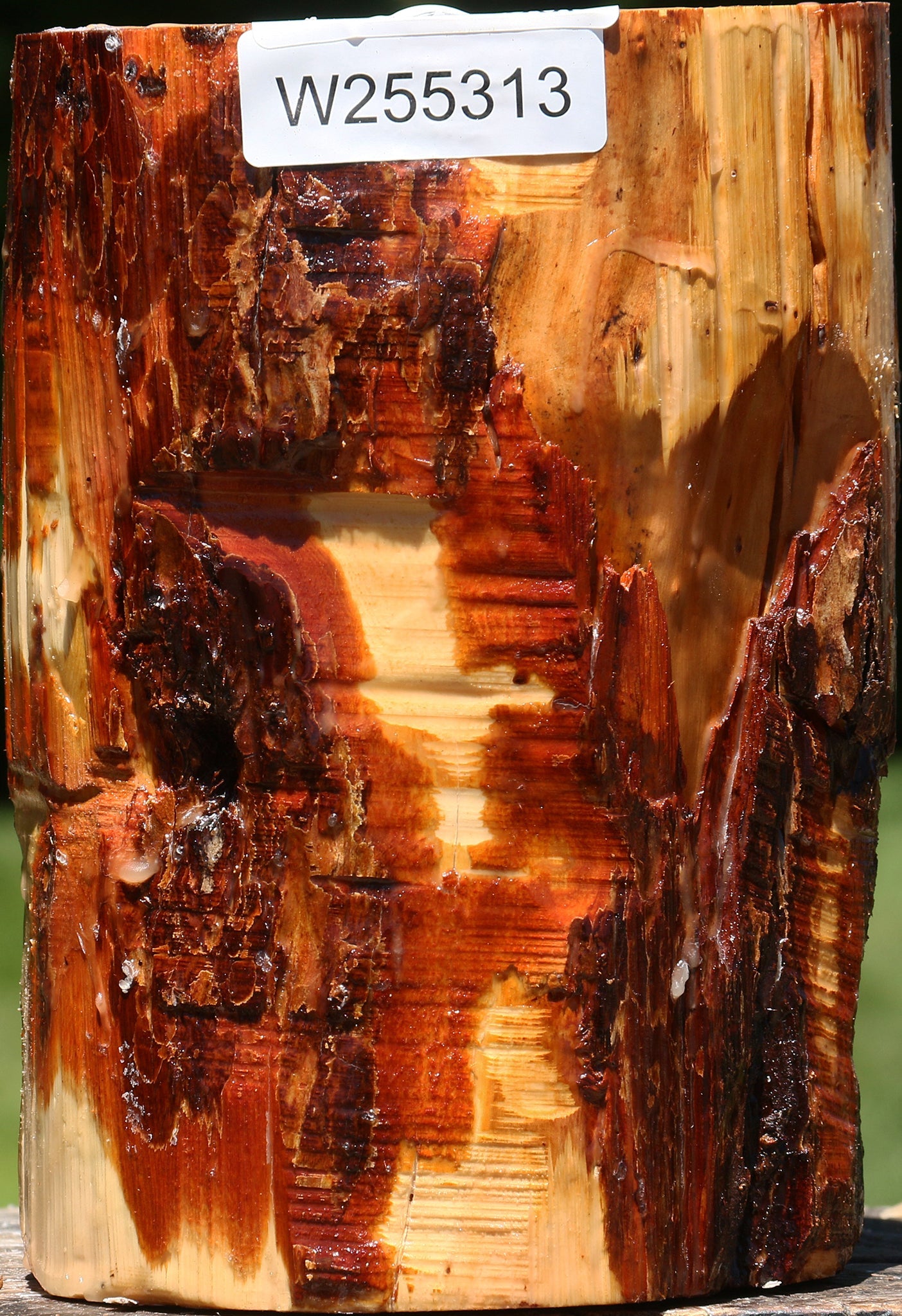 Oregon Ironwood Log