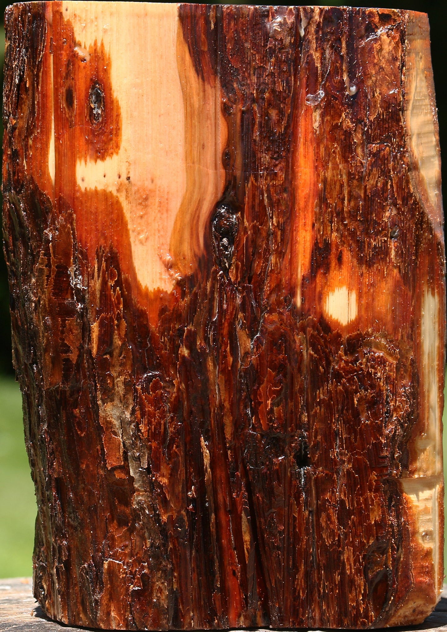 Oregon Ironwood Log