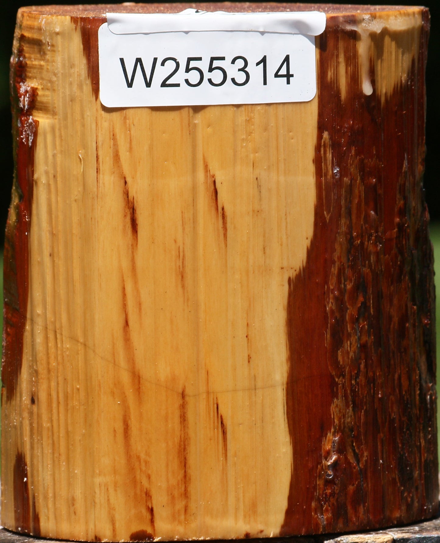 Oregon Ironwood Log