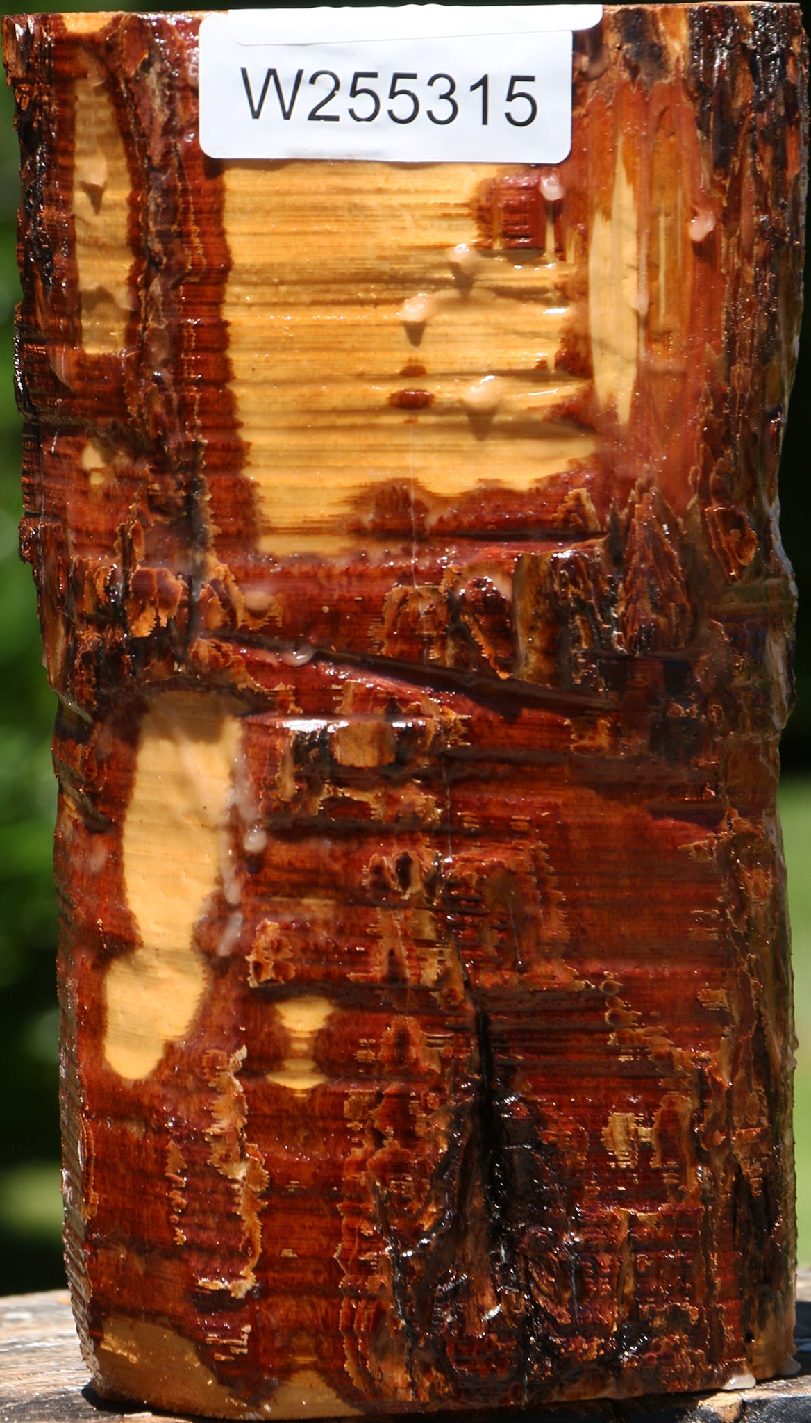 Oregon Ironwood Log