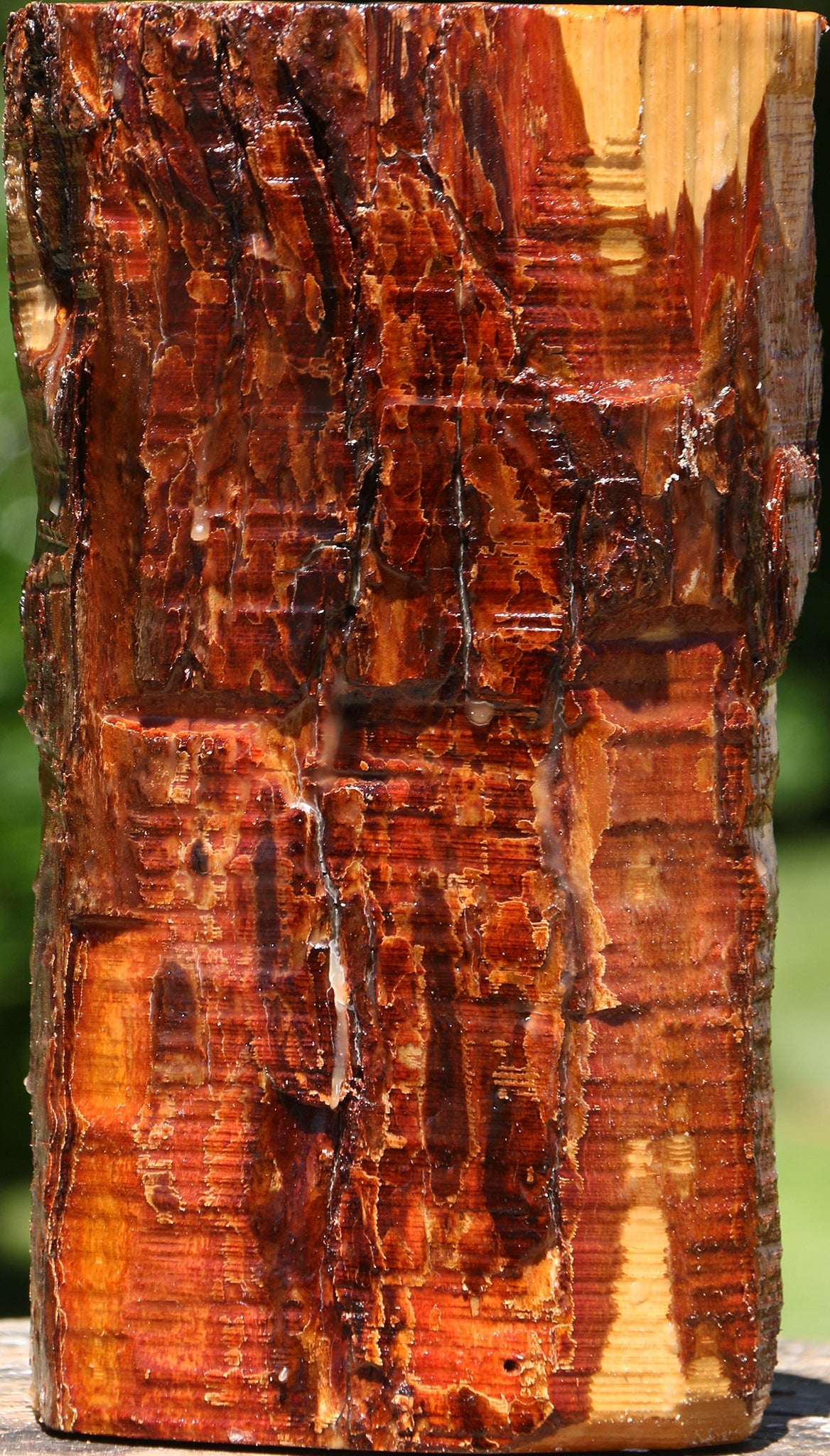 Oregon Ironwood Log
