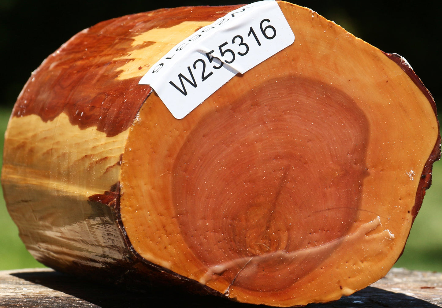 Oregon Ironwood Log