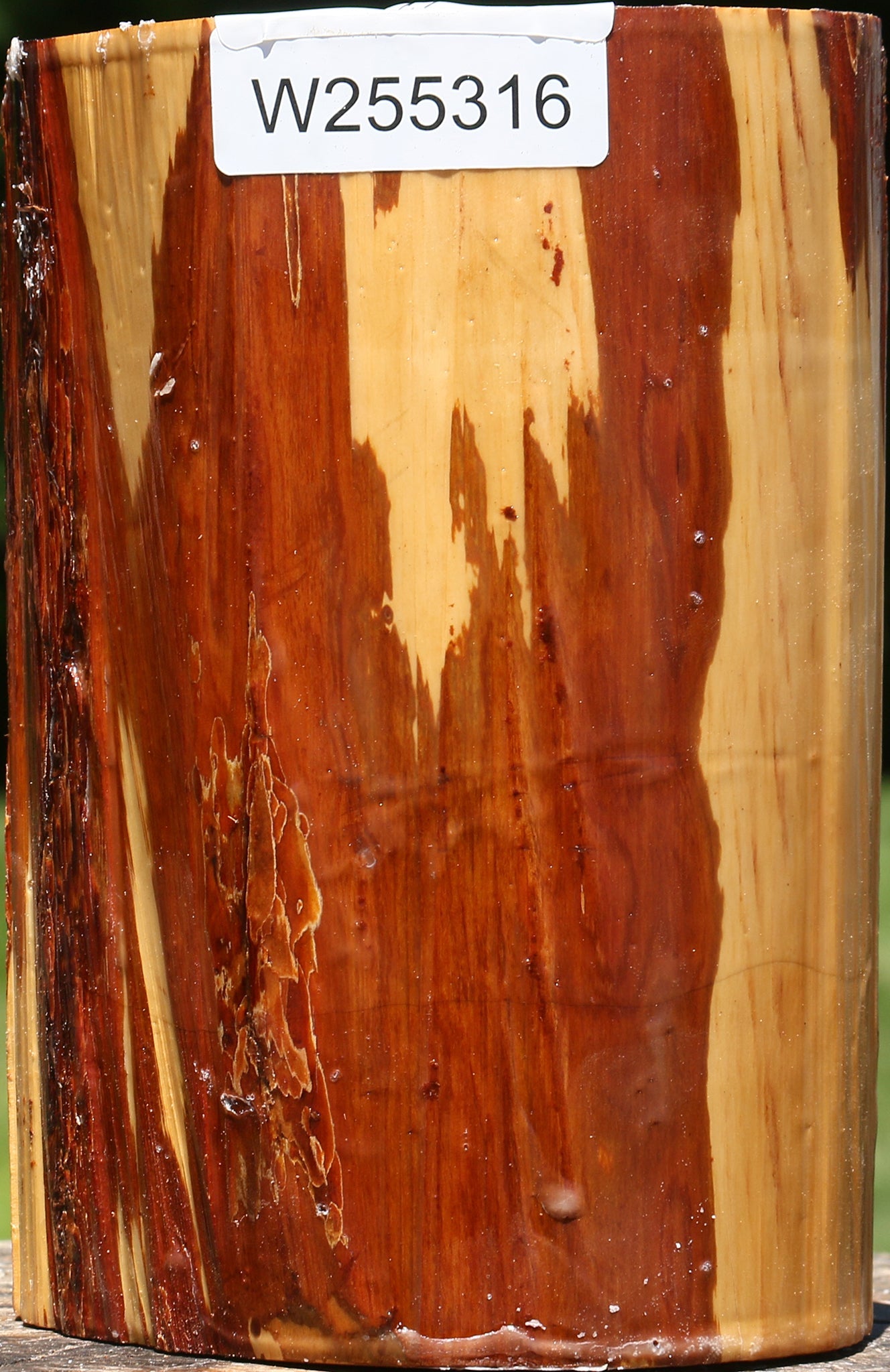 Oregon Ironwood Log