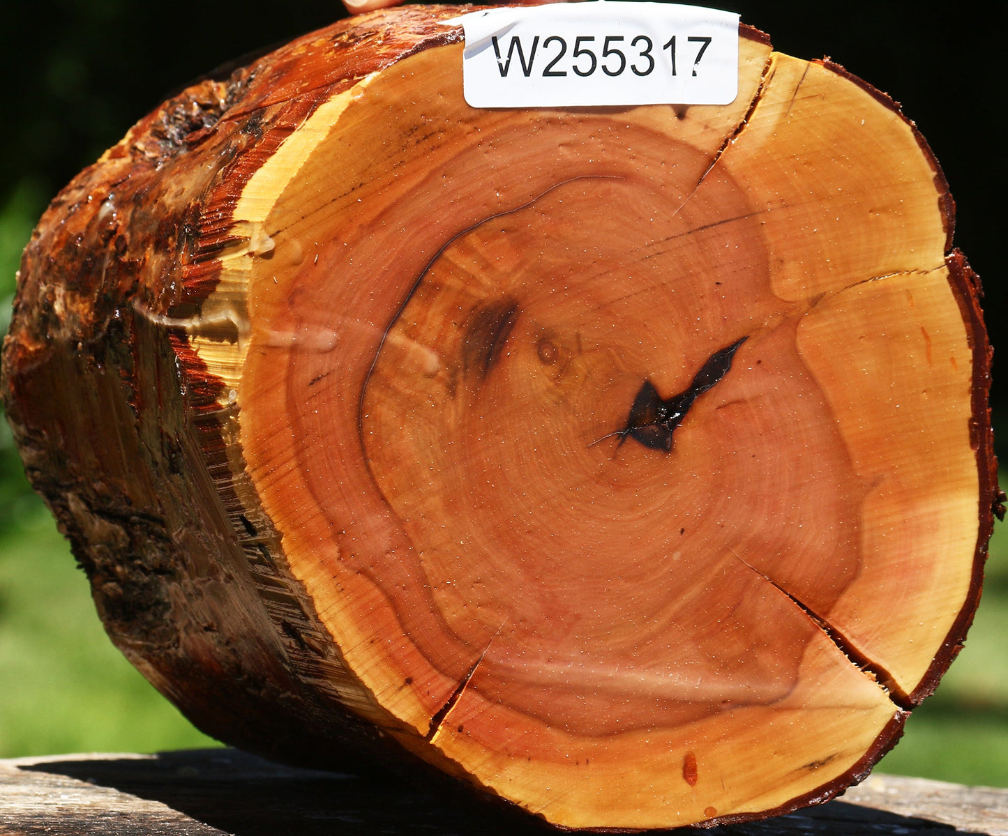 Rustic Oregon Ironwood Log