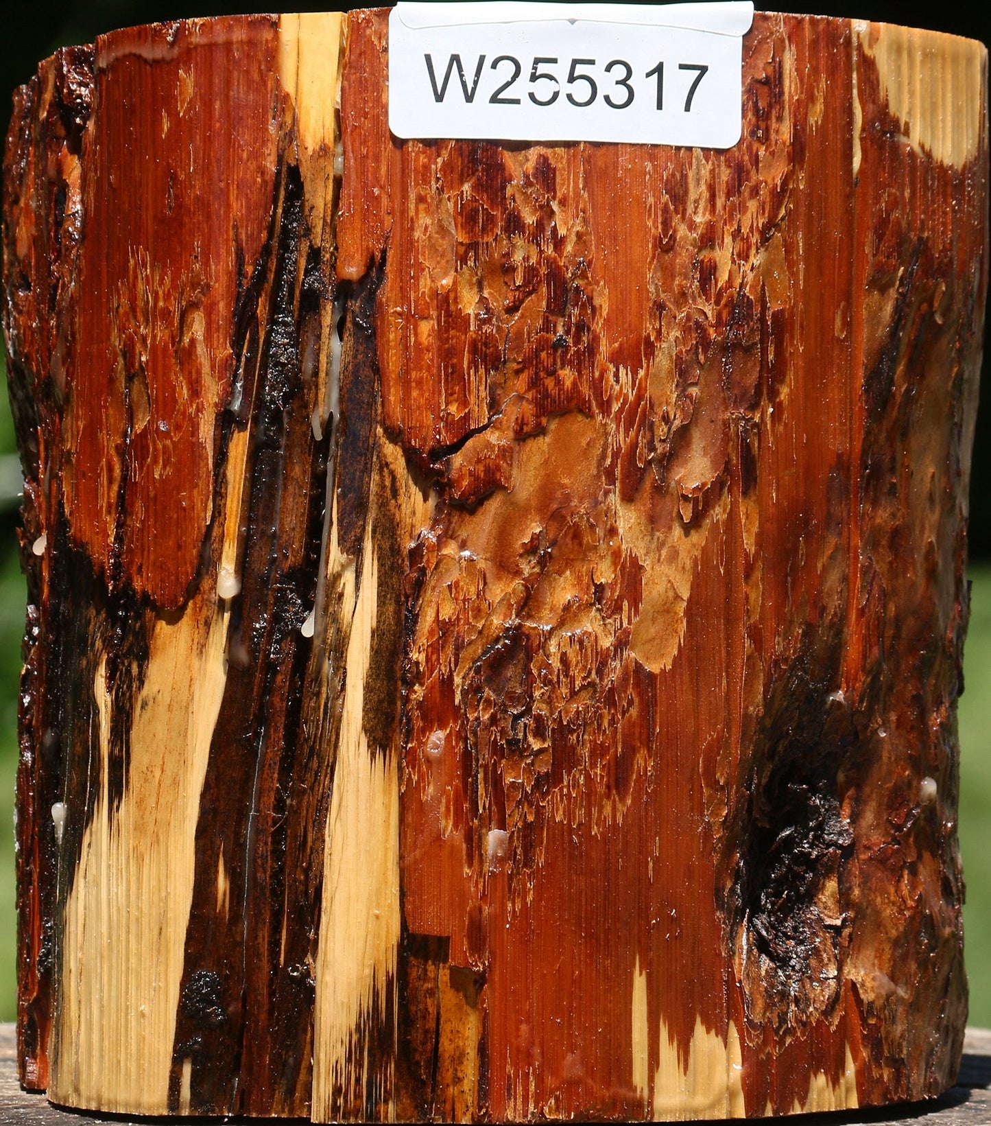 Rustic Oregon Ironwood Log