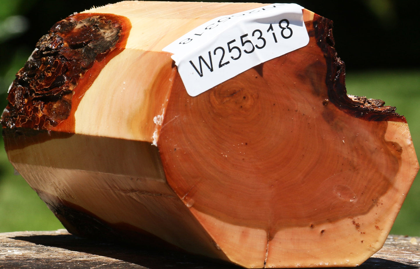 Oregon Ironwood Log