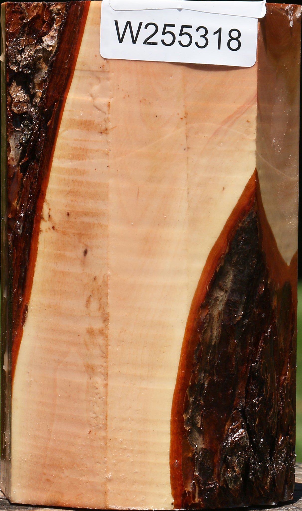 Oregon Ironwood Log