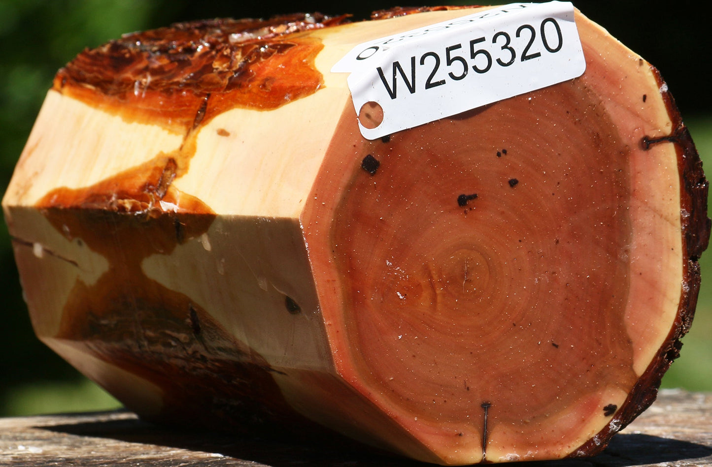 Rustic Oregon Ironwood Log