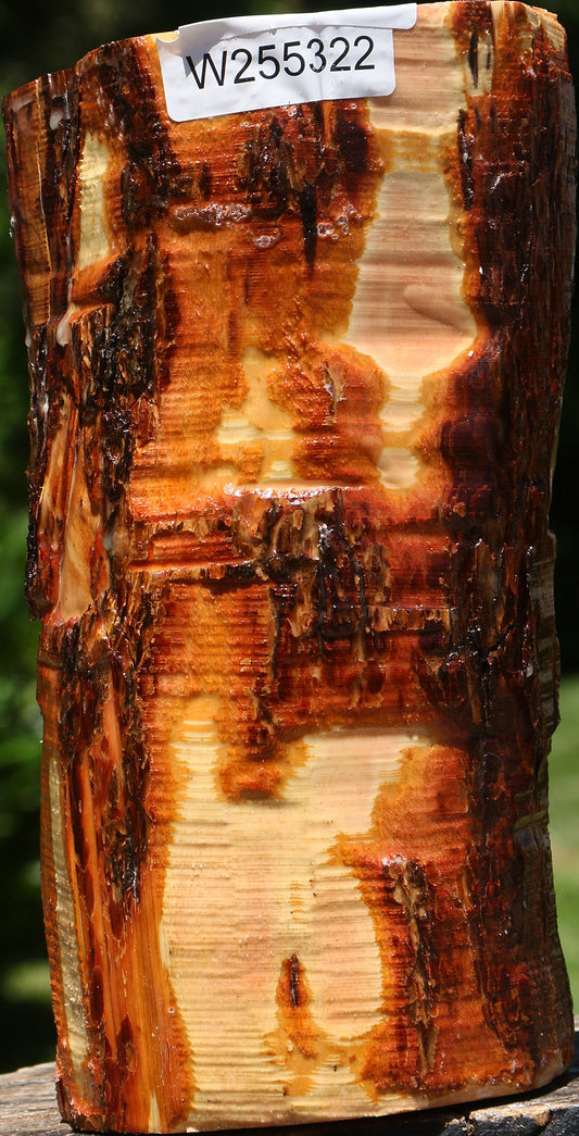 Rustic Oregon Ironwood Log