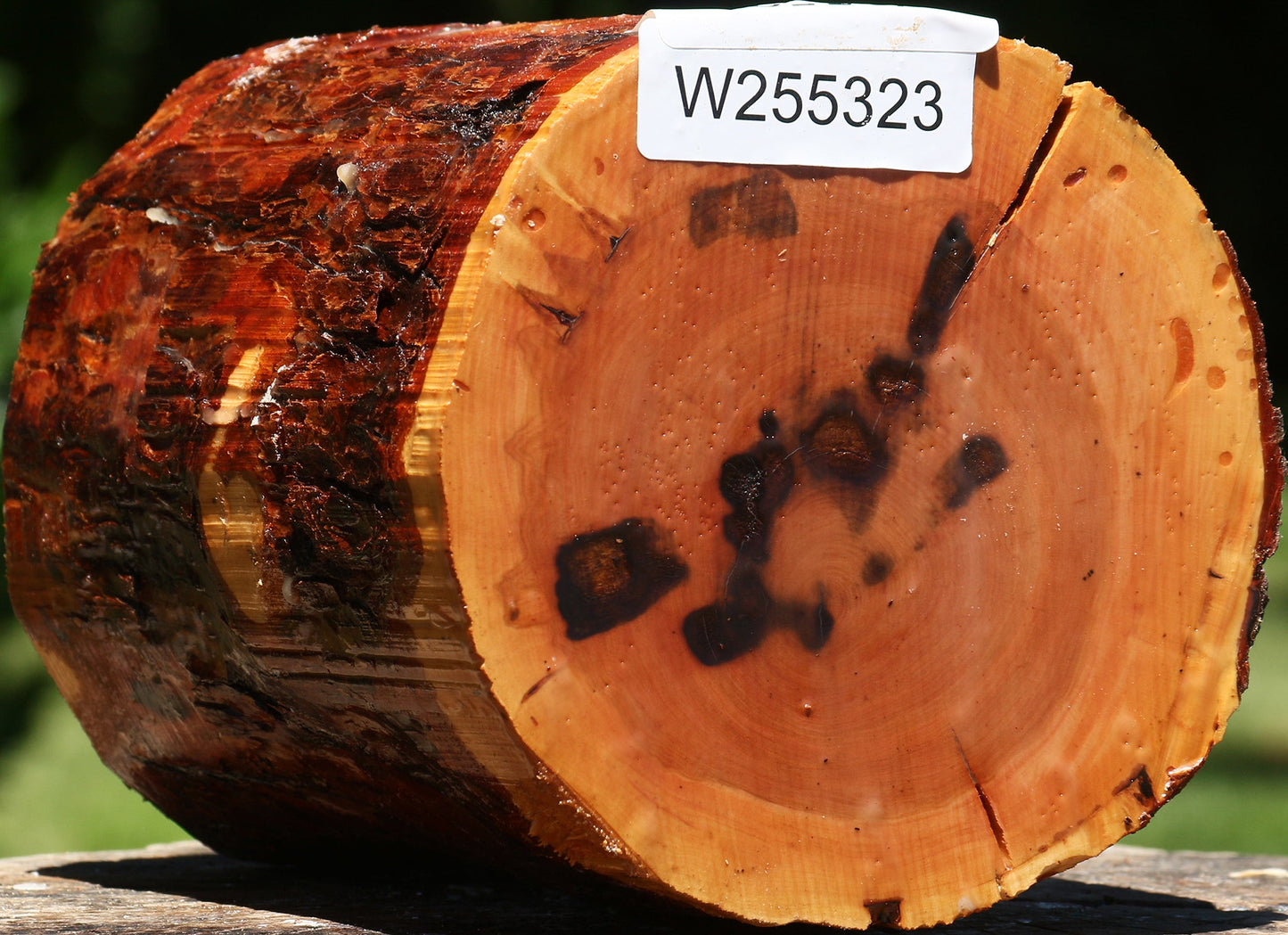 Rustic Oregon Ironwood Log