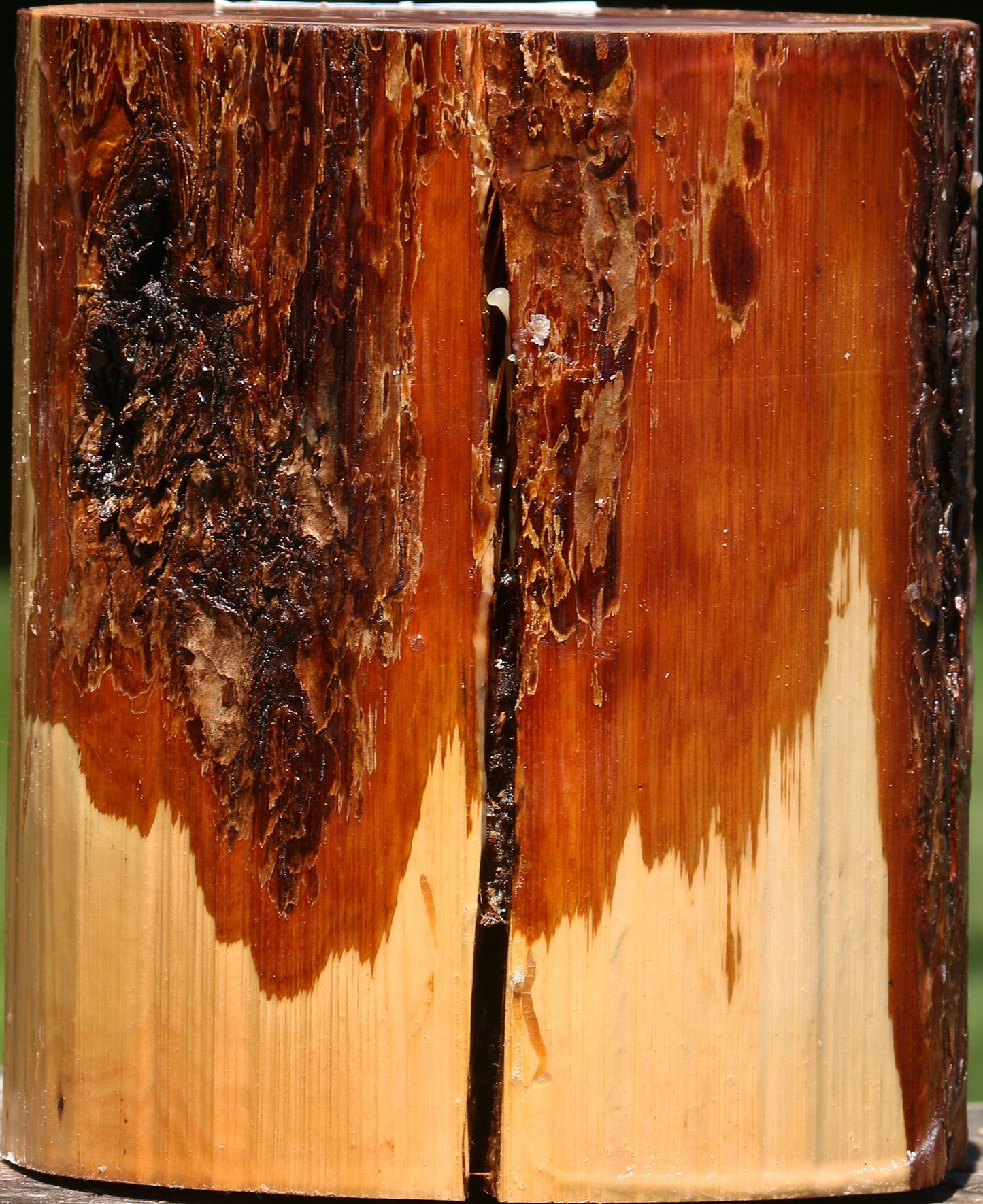 Rustic Oregon Ironwood Log