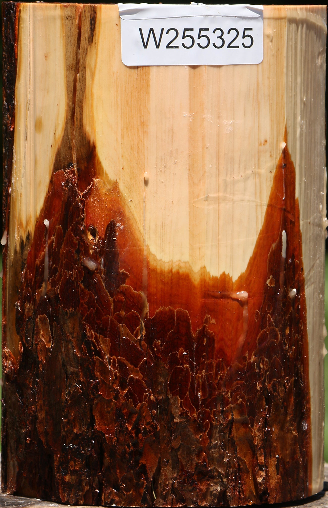 Oregon Ironwood Log